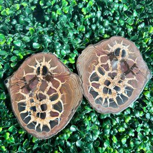 Large 2.63lbs Cut & Polished Septarian Nodule from Morocco